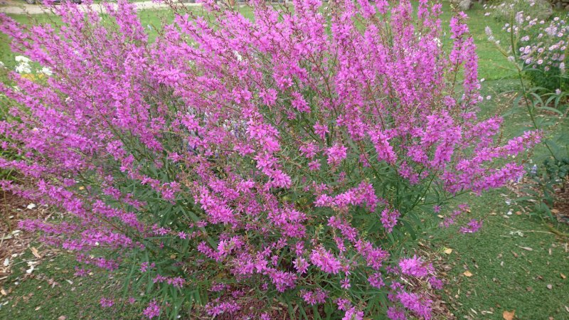 Lythrum virgatum 'Swirl' Vitsjas kukesaba